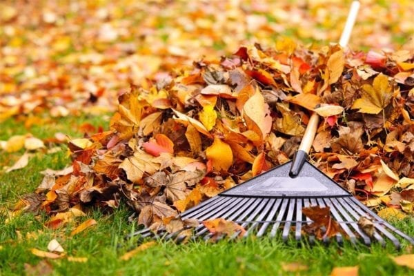 Prepping for a blooming autumnal garden