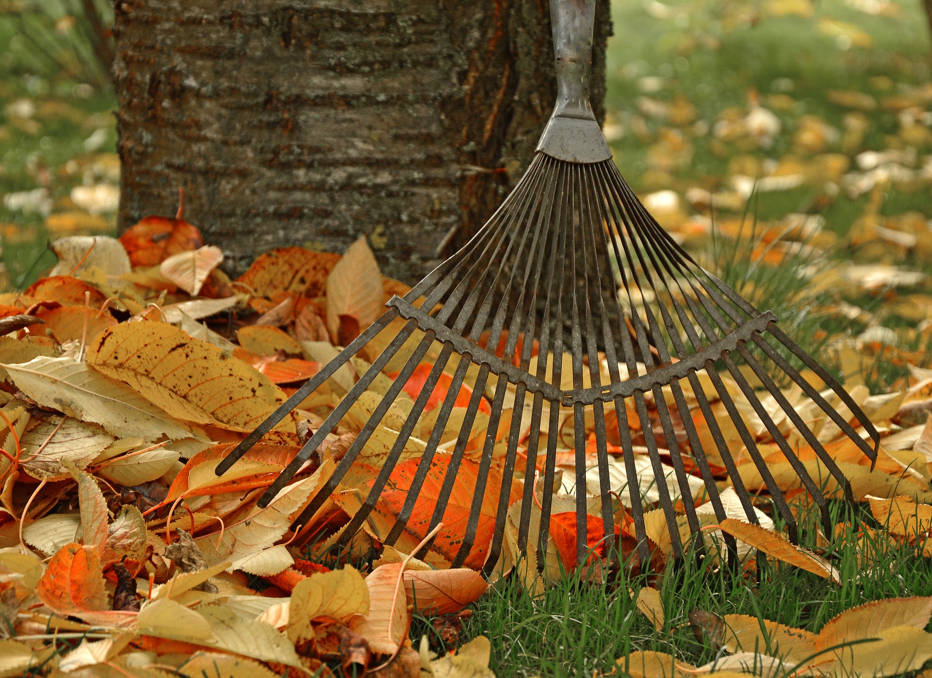 Autumn Gardening: How to keep your garden thriving into winter